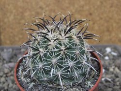 Coryphantha kracikii Diamante, Dur pot 6,5 cm - 12410317