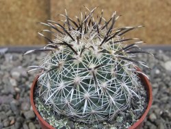 Coryphantha kracikii Diamante, Dur pot 6,5 cm - 12410320