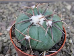 Echinocactus horizonthalonius Tula, Tam. pot 5,5 cm - 12410325