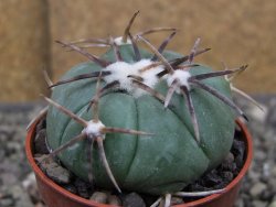 Echinocactus horizonthalonius Tula, Tam. pot 5,5 cm - 12410326