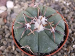 Echinocactus horizonthalonius Tula, Tam. pot 5,5 cm