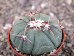 Echinocactus horizonthalonius Tula, Tam. pot 5,5 cm - 12410334