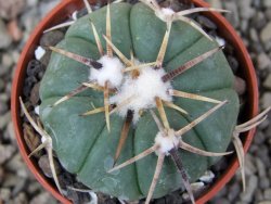 Echinocactus horizonthalonius Tula, Tam. pot 5,5 cm - 12410336