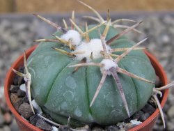 Echinocactus horizonthalonius Tula, Tam. pot 5,5 cm - 12410337