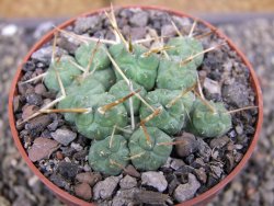 Tephrocactus rossianus, pot 8,5 cm