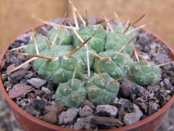 Tephrocactus rossianus, pot 8,5 cm - 12410340