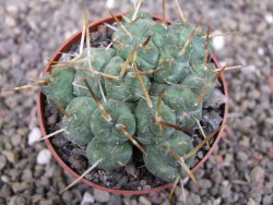 Tephrocactus rossianus, pot 6,5 cm - 12410343