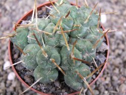 Tephrocactus rossianus, pot 6,5 cm
