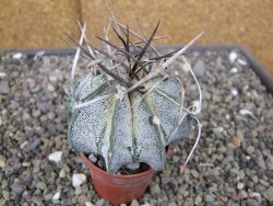 Astrophytum niveum pot 5,5 cm - 12410348