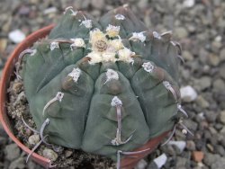 Gymnocalycium vatteri unguispinum, pot 5,5 cm