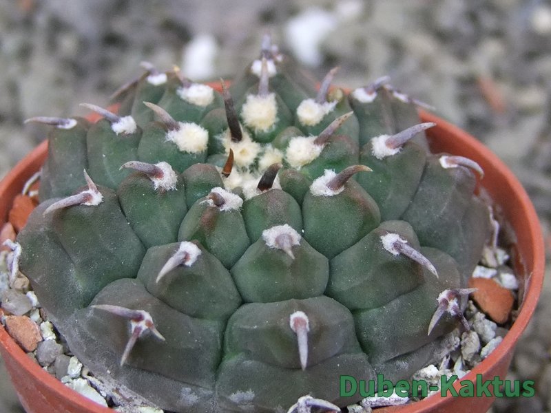 Gymnocalycium vatteri unguispinum, pot 5,5 cm