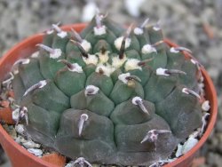 Gymnocalycium vatteri unguispinum, pot 5,5 cm - 12410356