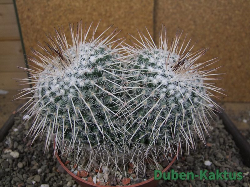 Mammillaria parkinsonii XXL, květináč 10 cm