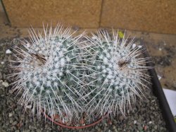 Mammillaria parkinsonii XXL, květináč 10 cm - 12410368