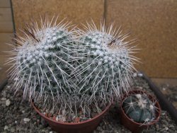 Mammillaria parkinsonii XXL, květináč 10 cm - 12410370