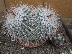 Mammillaria parkinsonii XXL, květináč 10 cm - 12410371