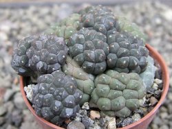 Puna bonniae inermis, pot 5,5 cm - 12410373