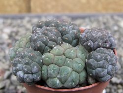 Puna bonniae inermis, pot 5,5 cm - 12410375