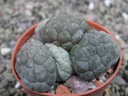 Puna bonniae inermis, pot 5,5 cm