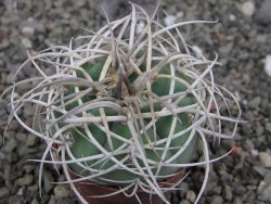Gymnocalycium cardenasianum JO 604 pot 5,5 cm