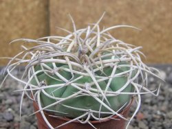 Gymnocalycium cardenasianum JO 604 pot 5,5 cm - 12410381