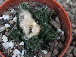 Ariocarpus fissuratus hintonii Matehuala pot 5,5 cm Cites IA - 12410394