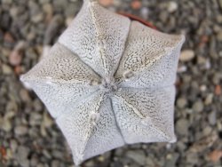 Astrophytum coahuilense snow (Super coahuilense) pot 5,5 cm - 12410398