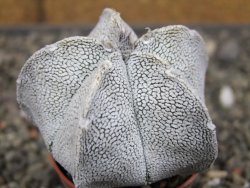 Astrophytum coahuilense snow (Super coahuilense) pot 5,5 cm