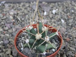 Ferobergia semenáč, pot 5,5 cm - 12410406