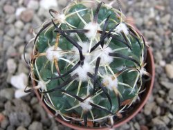 Coryphantha tripugionacantha PP1012 Tepetatita Zac. pot 5,5 cm - 12410410
