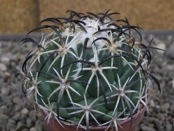 Coryphantha tripugionacantha PP1012 Tepetatita Zac. pot 5,5 cm - 12410415