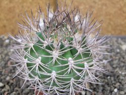 Pyrhocactus bulbocalyx, pot 7 cm - 12410421