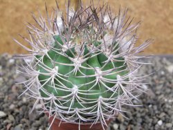 Pyrhocactus bulbocalyx, pot 7 cm - 12410423