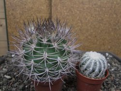 Pyrhocactus bulbocalyx, pot 7 cm - 12410425