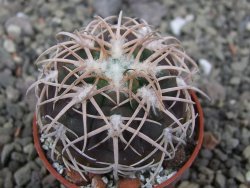 Gymnocalycium spegazzinii punillaense Tom 06-81/1 El Obelisco, pot 5,5 cm