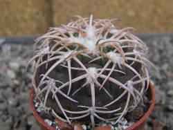 Gymnocalycium spegazzinii punillaense Tom 06-81/1 El Obelisco, pot 5,5 cm - 12410428