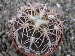 Gymnocalycium spegazzinii punillaense Tom 06-81/1 El Obelisco, pot 5,5 cm - 12410429