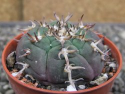 Gymnocalycium spegazzinii unguispinum SL 44b, pot 5,5 cm - 12410434