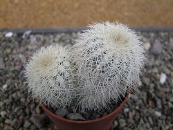 Echinocereus reichenbachii albispinus x baileyi pot 6,5 cm - 12410561