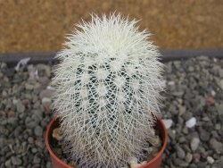 Echinocereus dasyacanthus Brewster pot 6,5 cm - 12410634