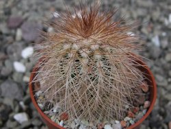 Echinocereus baileyi DJF 1327 Medicine Park, pot 5,5 cm