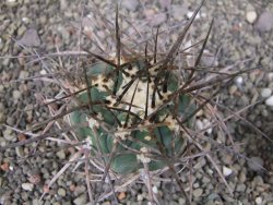 Gymnocalycium armatum LH1431 Pajcho centro, Tarija, pot 5,5 cm - 12411013