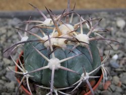 Echinocactus horizonthalonius El Pegueto Icamole pot 5,5 cm - 12411031