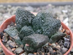Ariocarpus fissuratus Puertecitos, pot 5,5 cm - 12411050