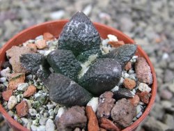 Ariocarpus fissuratus Puertecitos, pot 5,5 cm - 12411459