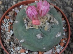 Lophophora fricii květináč 6,5 cm - 12412761