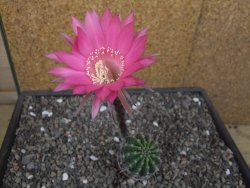 Echinopsis hybrid pot 5,5 cm - 12413091