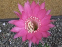 Echinopsis hybrid pot 5,5 cm