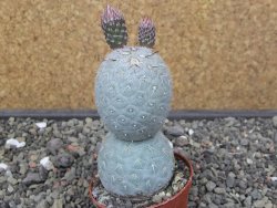 Tephrocactus geometricus pot 6,5 cm