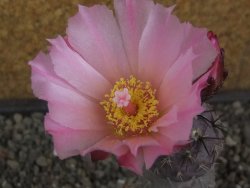 Tephrocactus geometricus květináč 5,5 cm